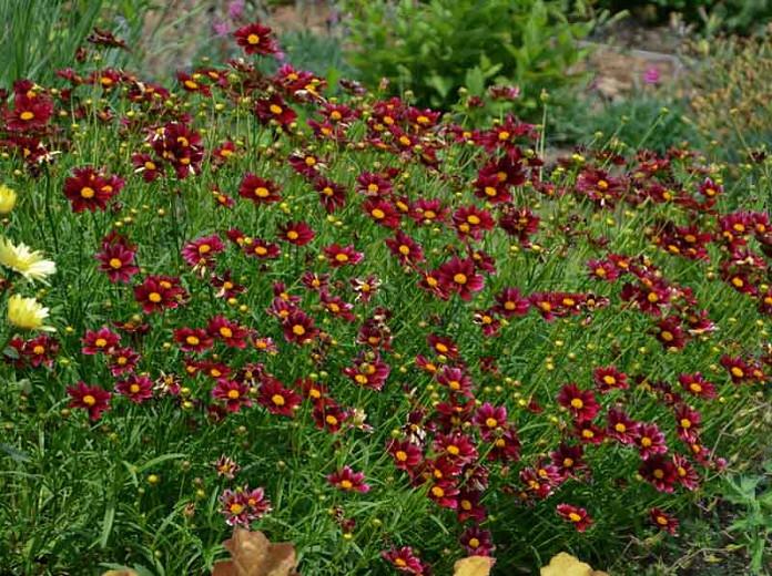 Coreopsis 'Mercury Rising',Tickseed Mercury Rising, Drought tolerant plants, red flowers